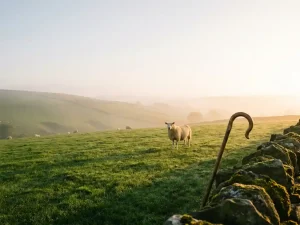 Einzelnes Schaf auf sonniger Wiese, Herde im Hintergrund, Holzschäferstab an Steinmauer, goldenes Morgenlicht mit sanftem Nebel.