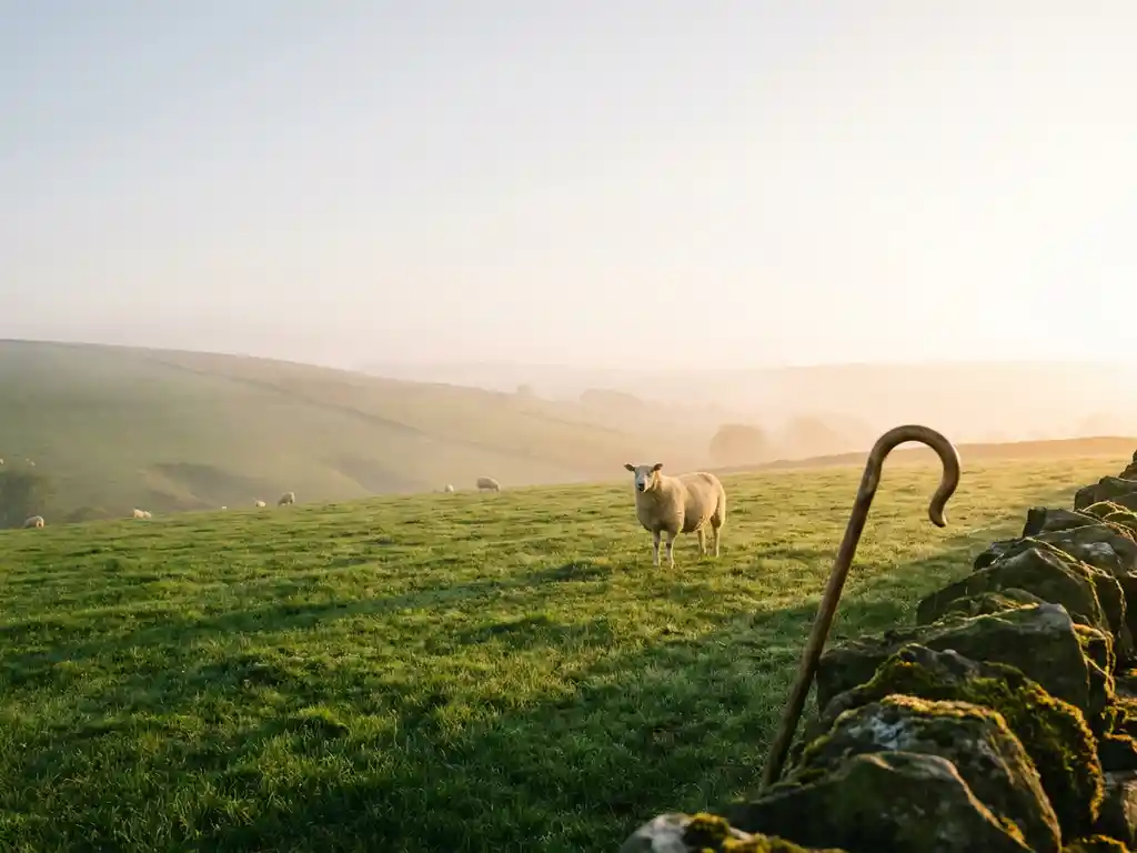 Einzelnes Schaf auf sonniger Wiese, Herde im Hintergrund, Holzschäferstab an Steinmauer, goldenes Morgenlicht mit sanftem Nebel.