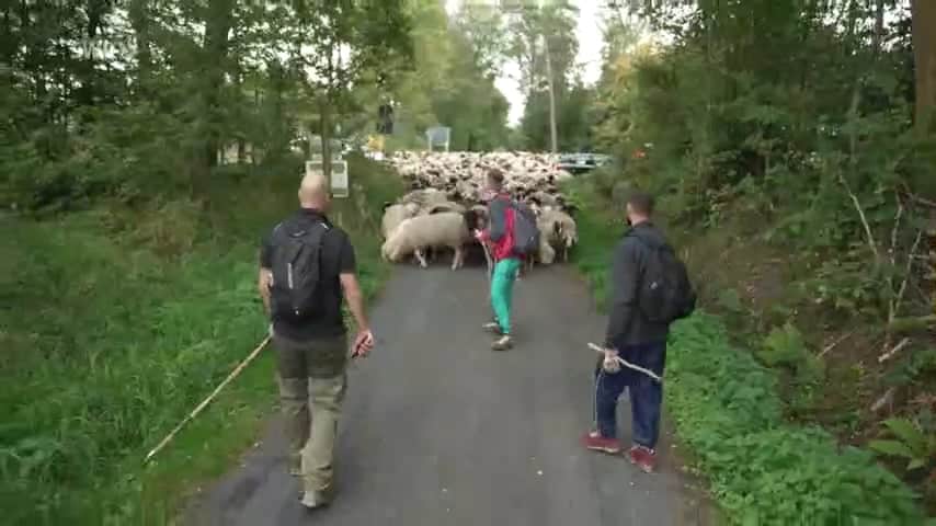 Schafe überqueren einen Weg, während sie von drei Personen angeführt werden