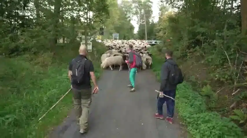 Schafe überqueren einen Weg, während sie von drei Personen angeführt werden